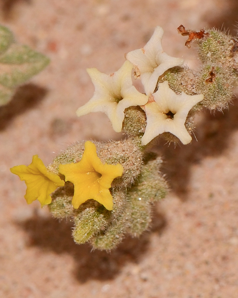 Image of Heliotropium arbainense specimen.