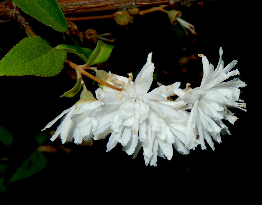 Image of Deutzia scabra var. candidissima specimen.