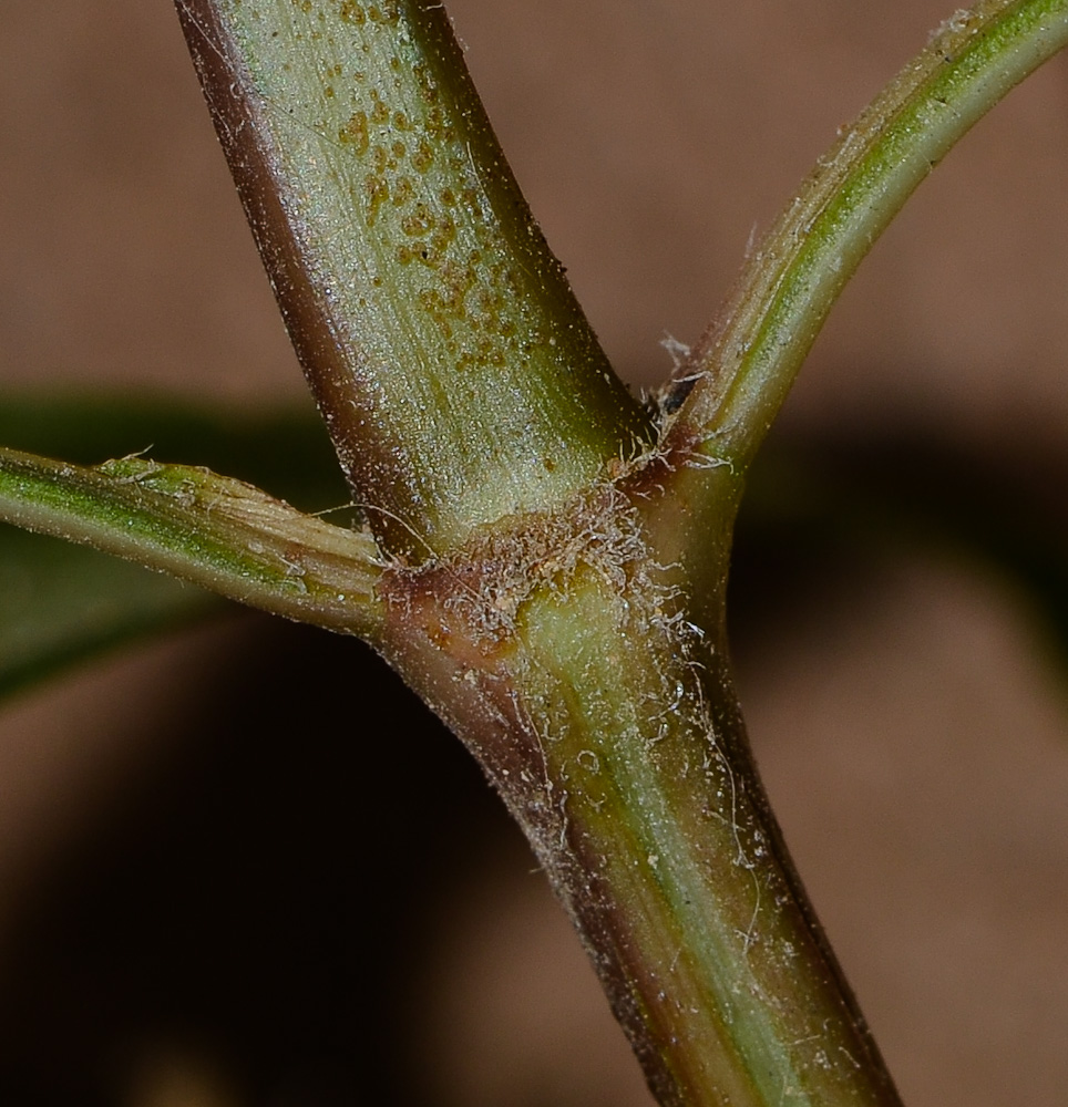 Image of Ruellia simplex specimen.