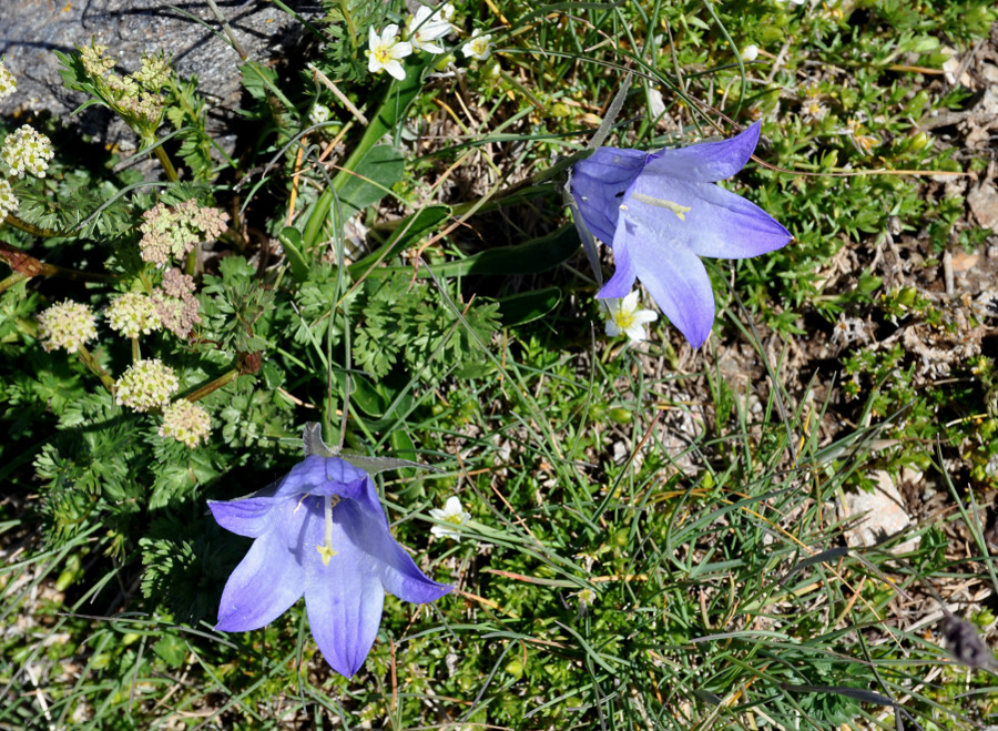 Image of Campanula biebersteiniana specimen.