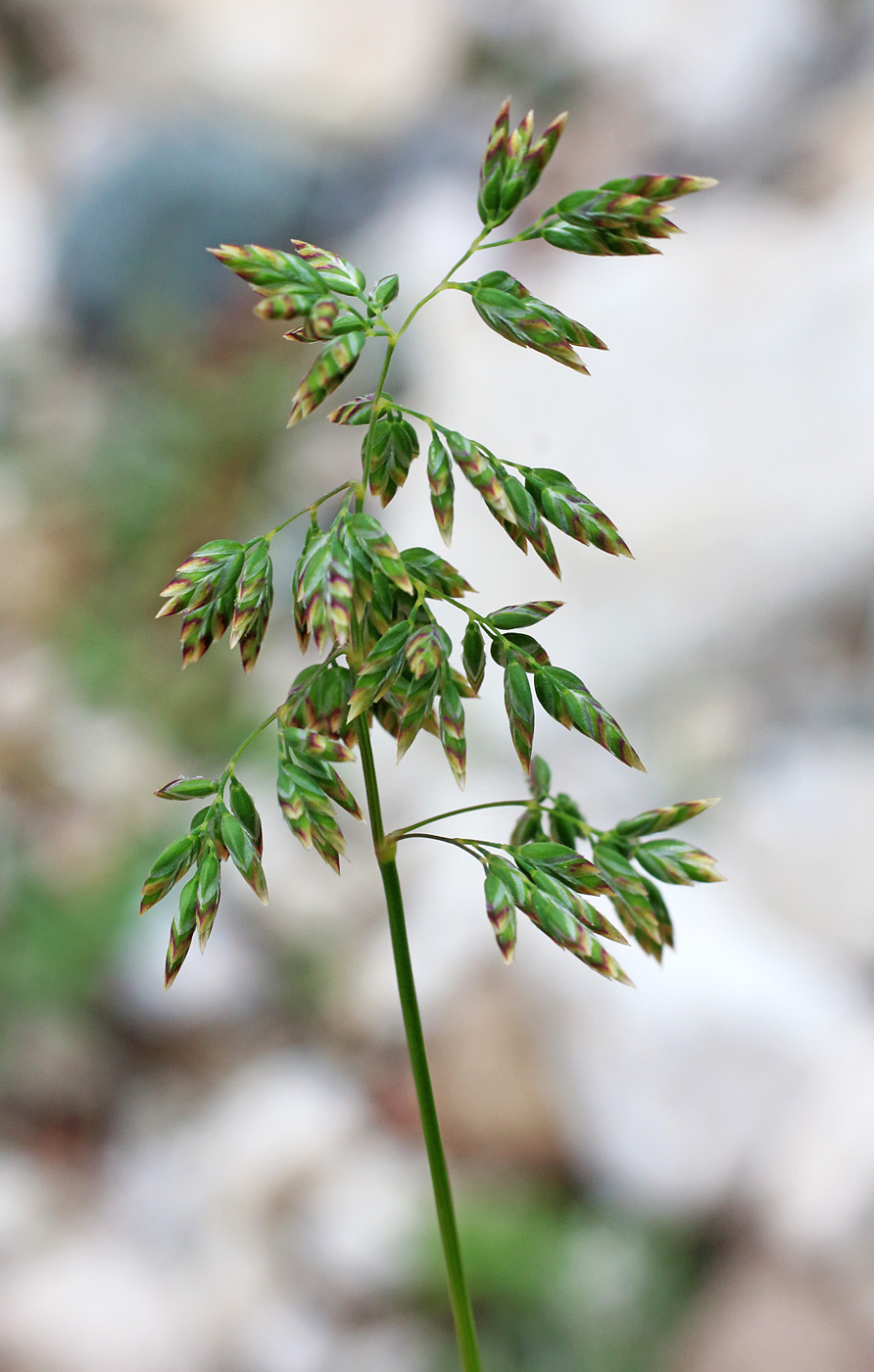 Image of Poa alpina specimen.