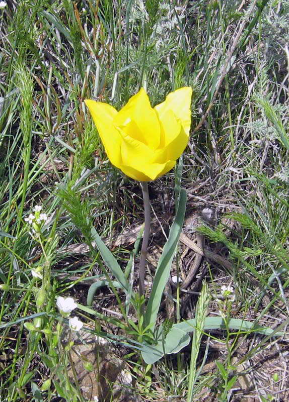 Image of Tulipa kolpakowskiana specimen.