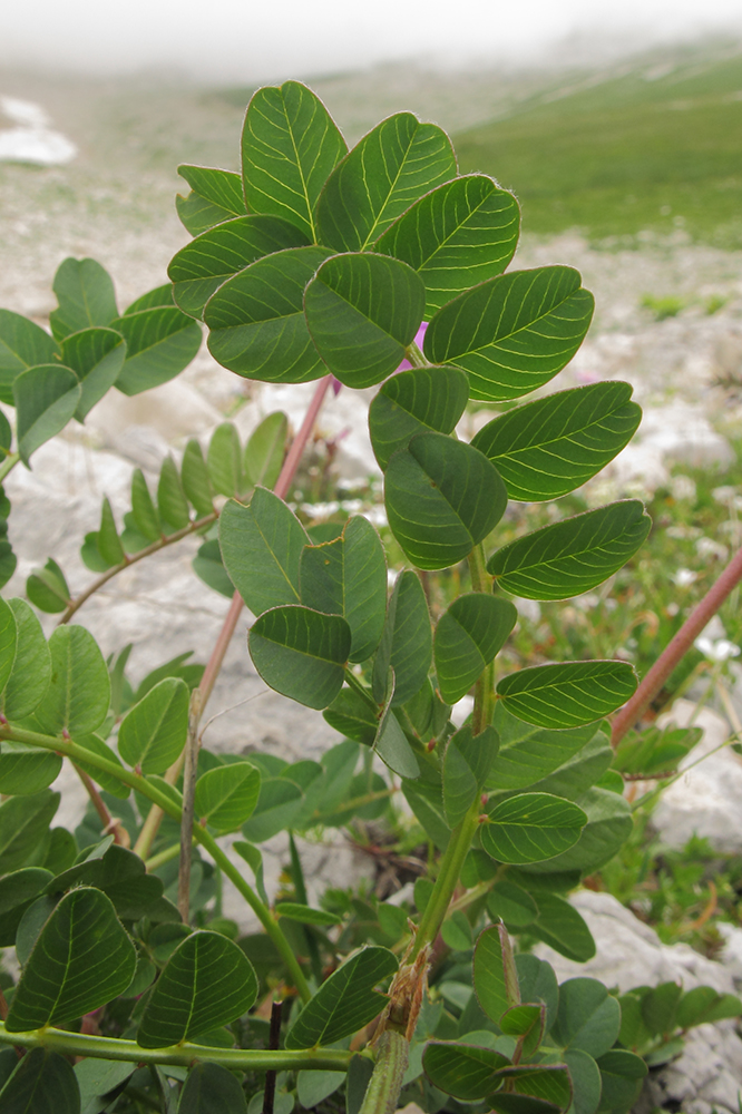 Image of Hedysarum caucasicum specimen.