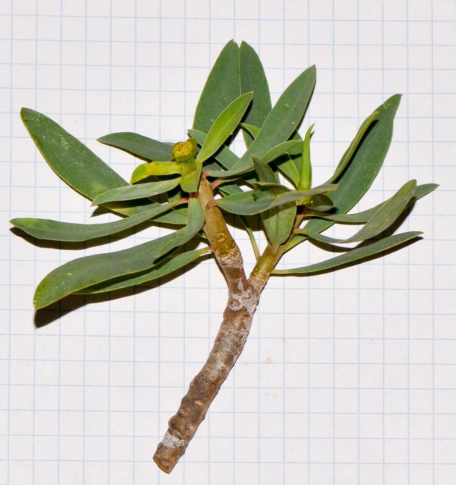 Image of Euphorbia balsamifera specimen.