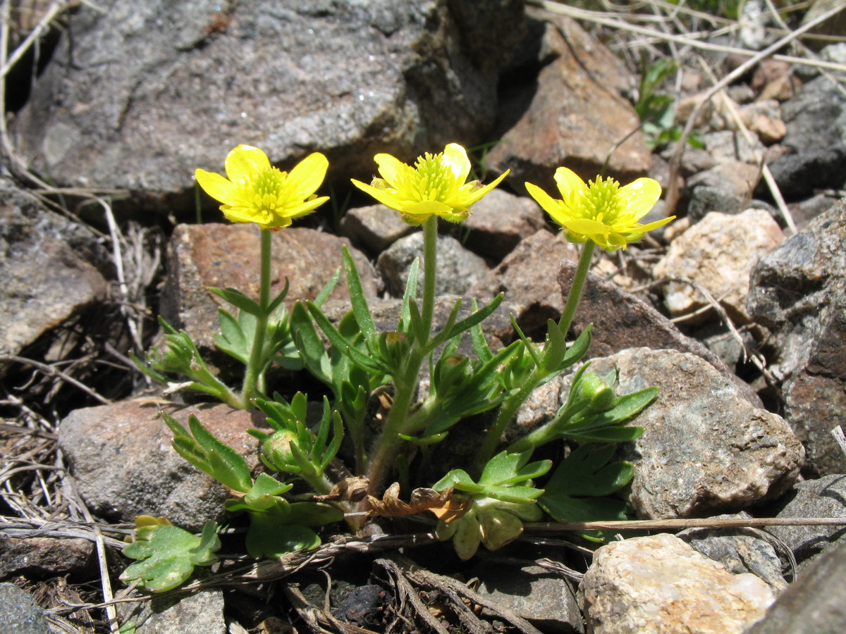 Image of Ranunculus popovii specimen.