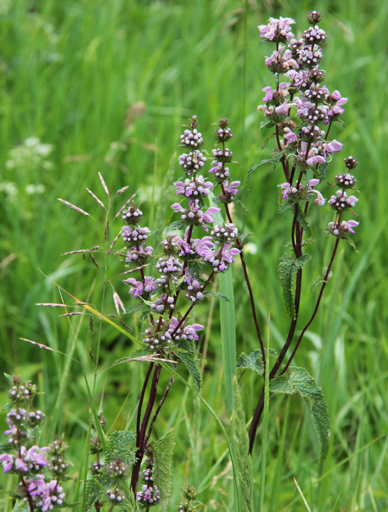 Image of Phlomoides tuberosa specimen.