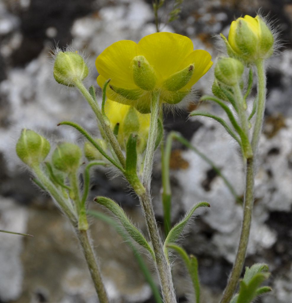 Image of Ranunculus sprunerianus specimen.