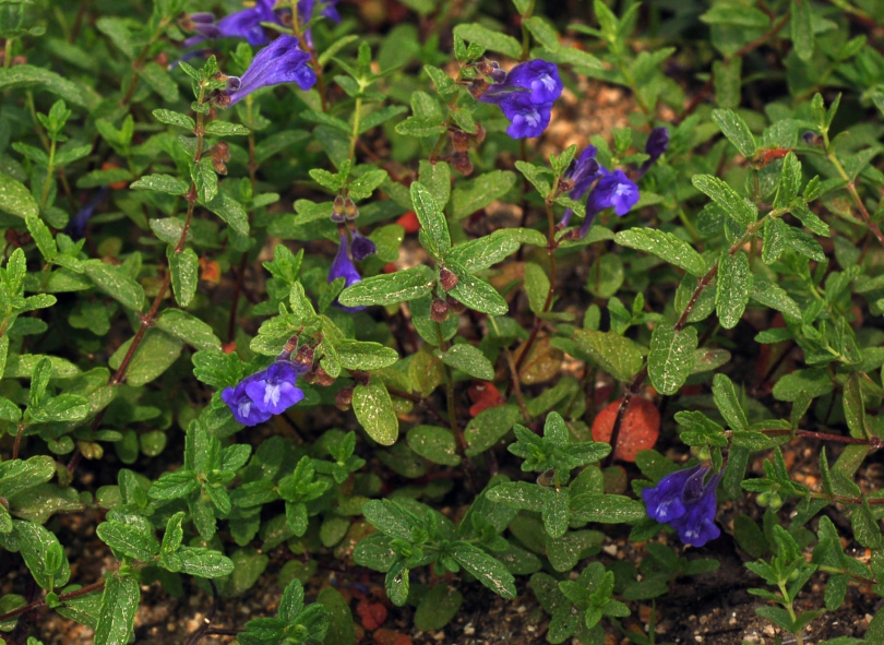 Image of Scutellaria strigillosa specimen.