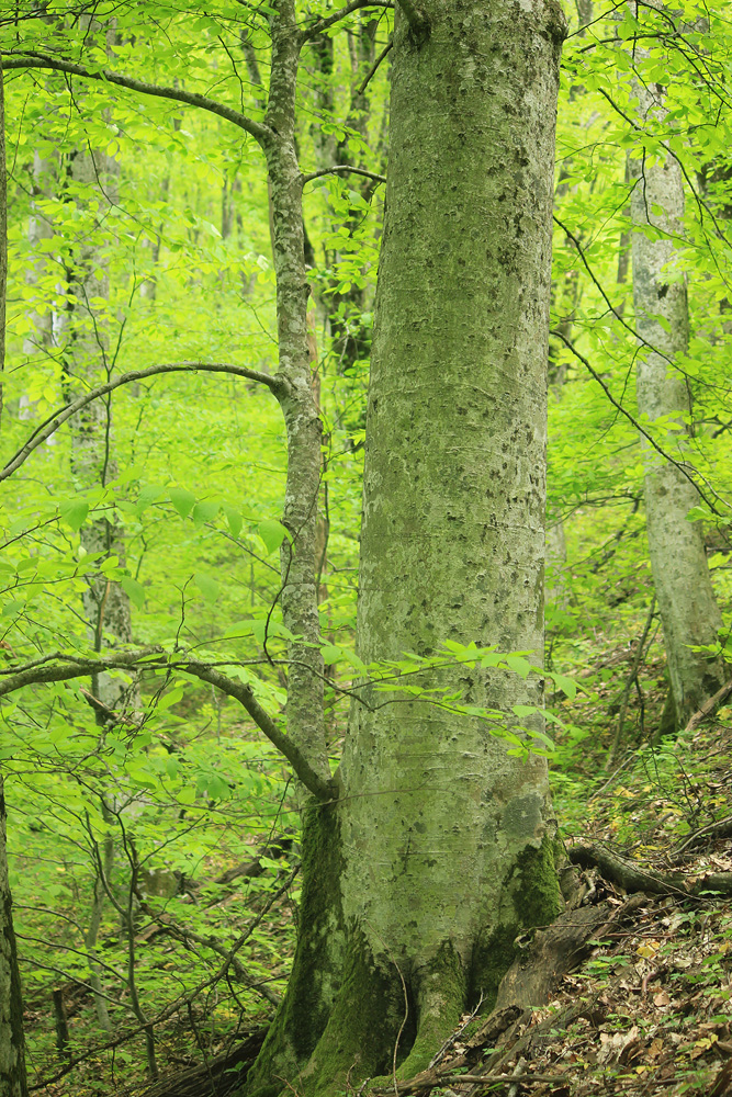 Image of Fagus orientalis specimen.