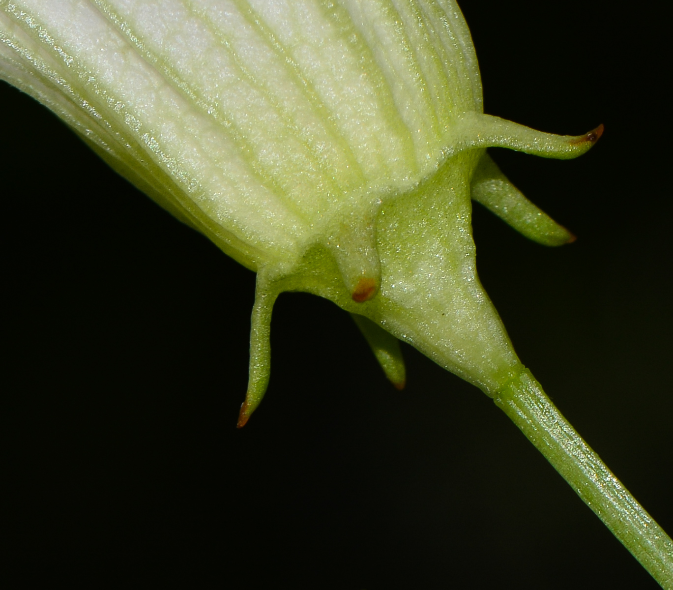 Изображение особи Coccinia grandis.