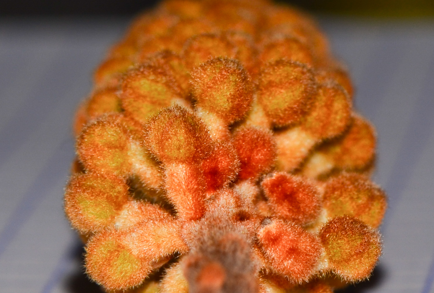 Image of Grevillea hodgei specimen.