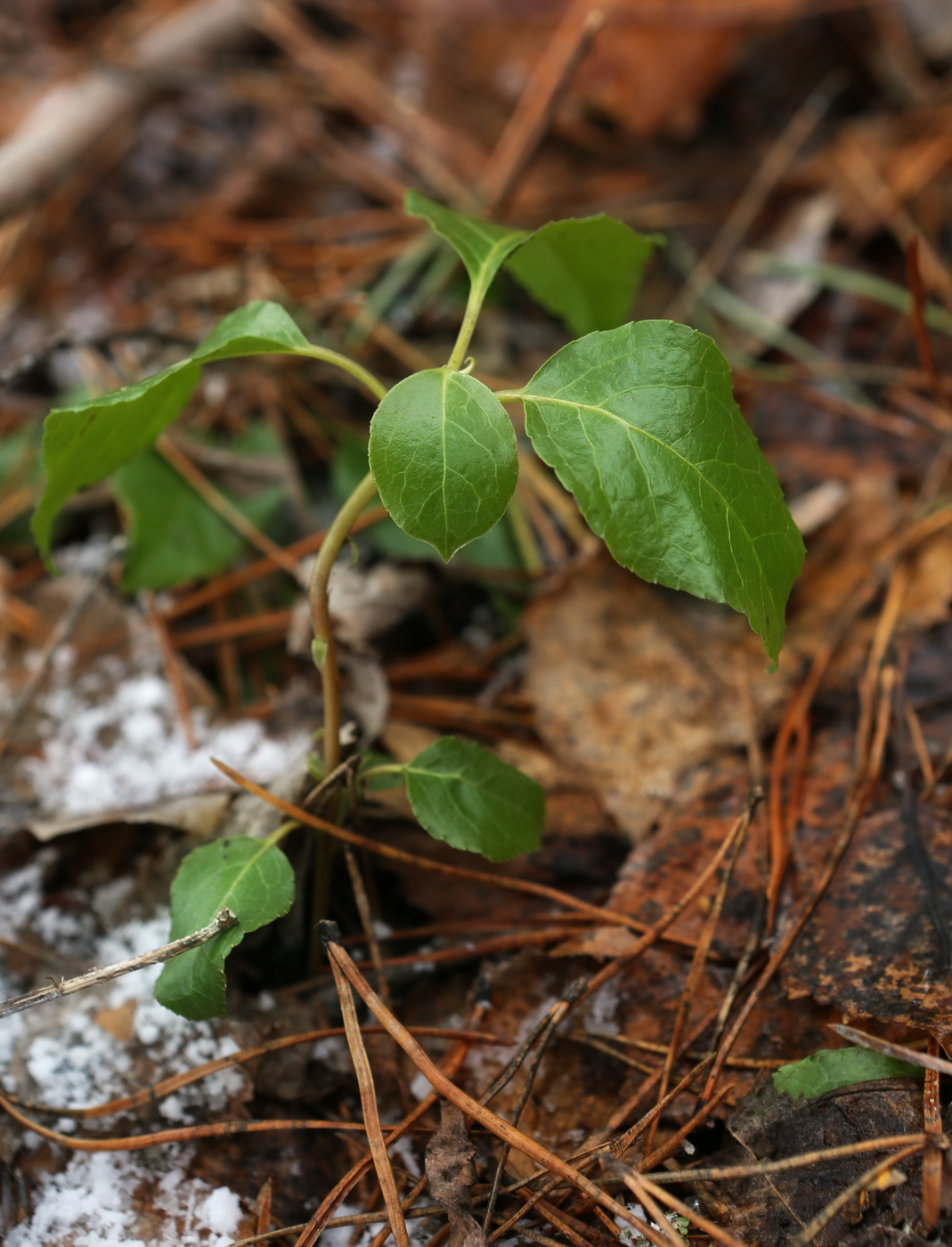 Изображение особи Orthilia secunda.