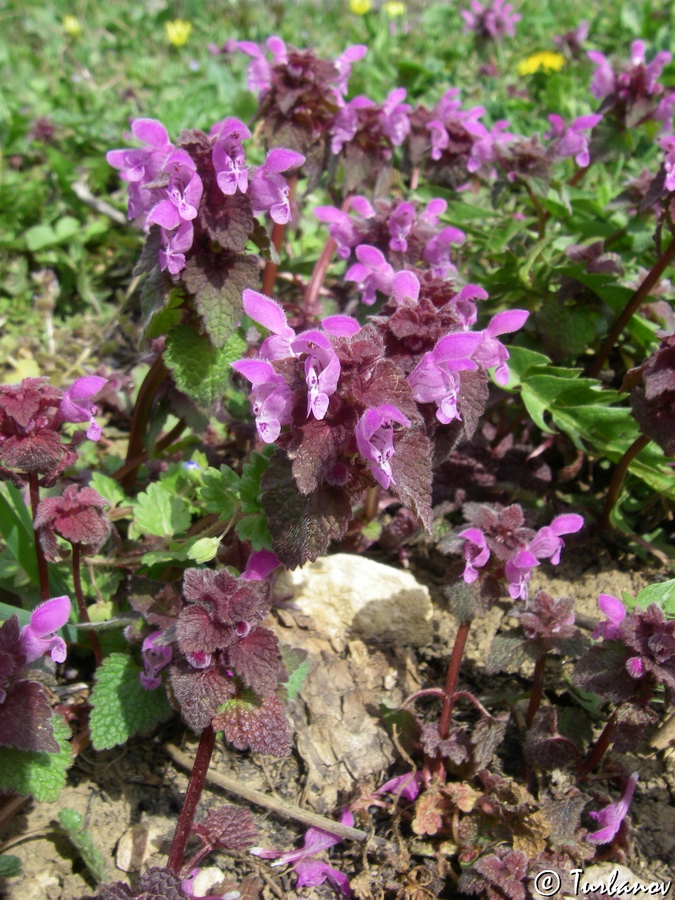 Image of Lamium purpureum specimen.