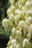 Yucca gloriosa. Часть соцветия. Черноморское побережье Кавказа, г. Новороссийск, в культуре. 5 июня 2016 г.