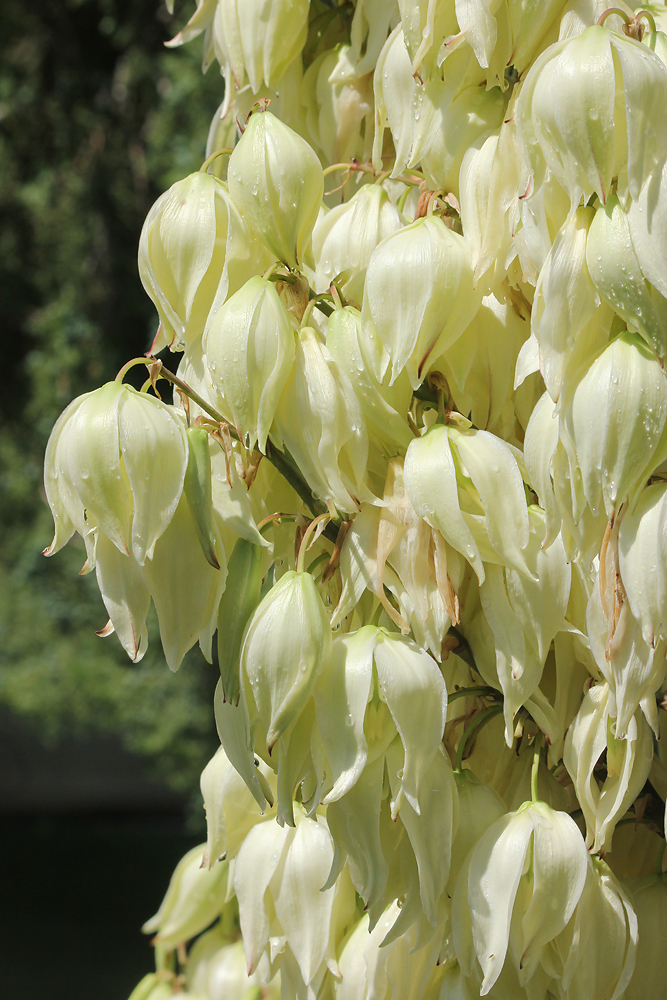 Изображение особи Yucca gloriosa.