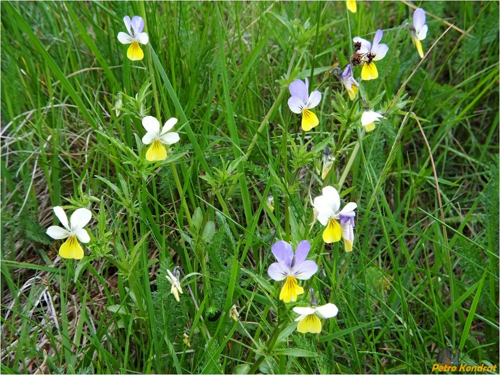 Изображение особи Viola tricolor.