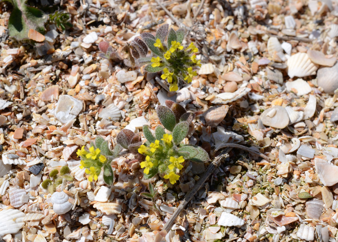 Image of genus Alyssum specimen.