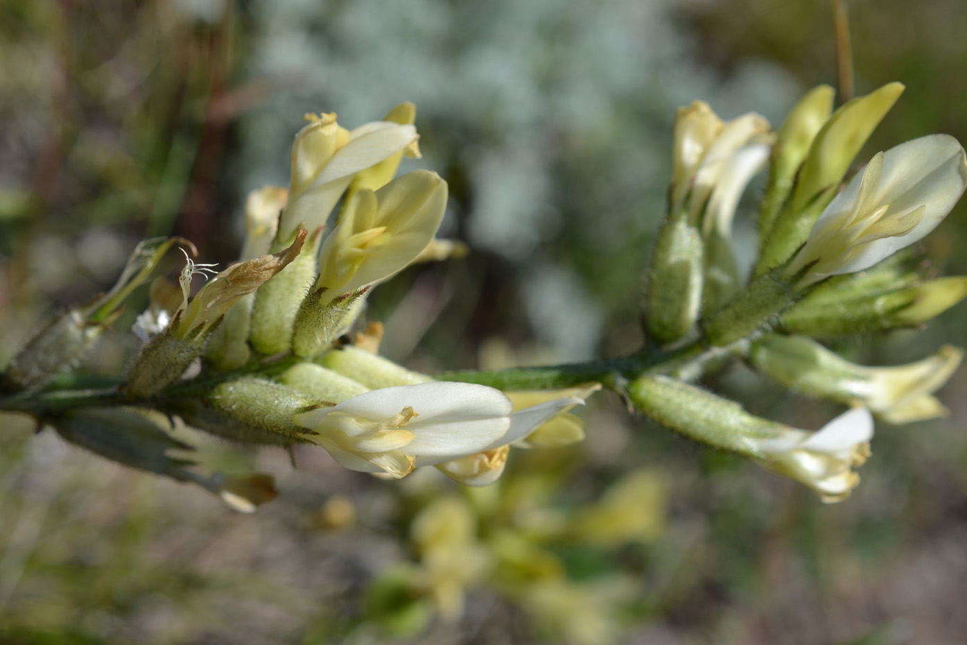 Image of Astragalus glaucus specimen.