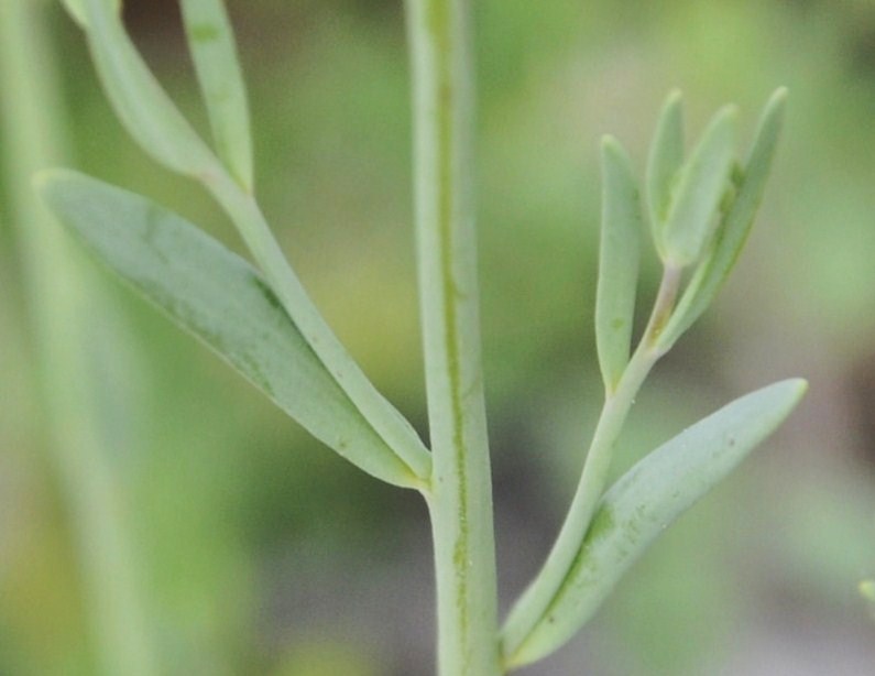 Image of Linaria simplex specimen.