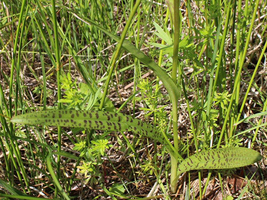 Image of Dactylorhiza baltica specimen.