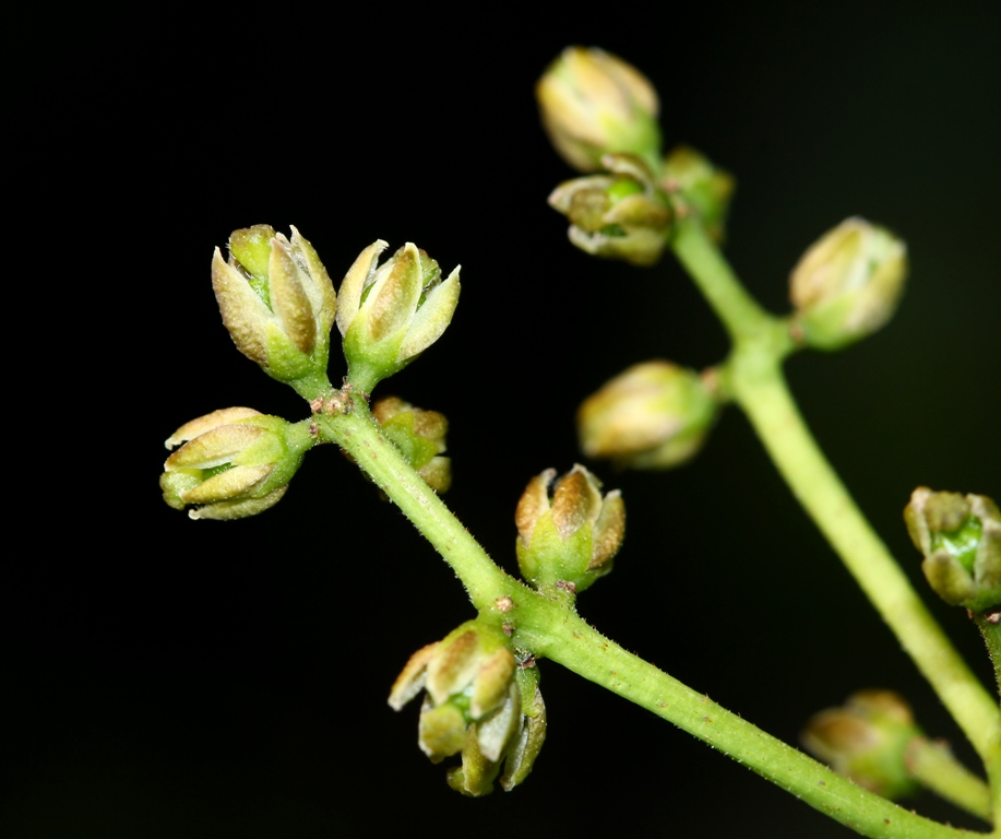 Image of Phellodendron amurense specimen.