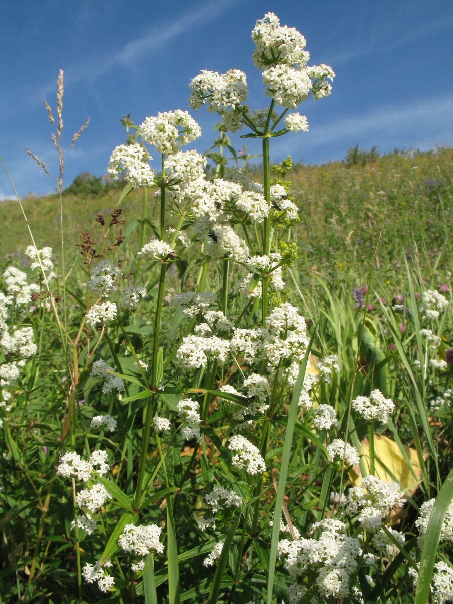 Изображение особи Galium turkestanicum.