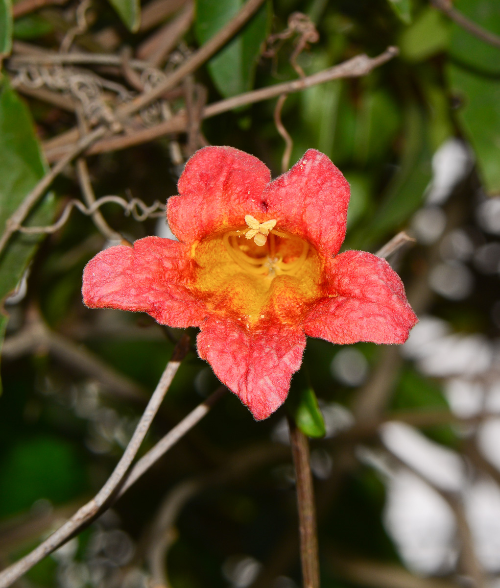 Image of Bignonia capreolata specimen.