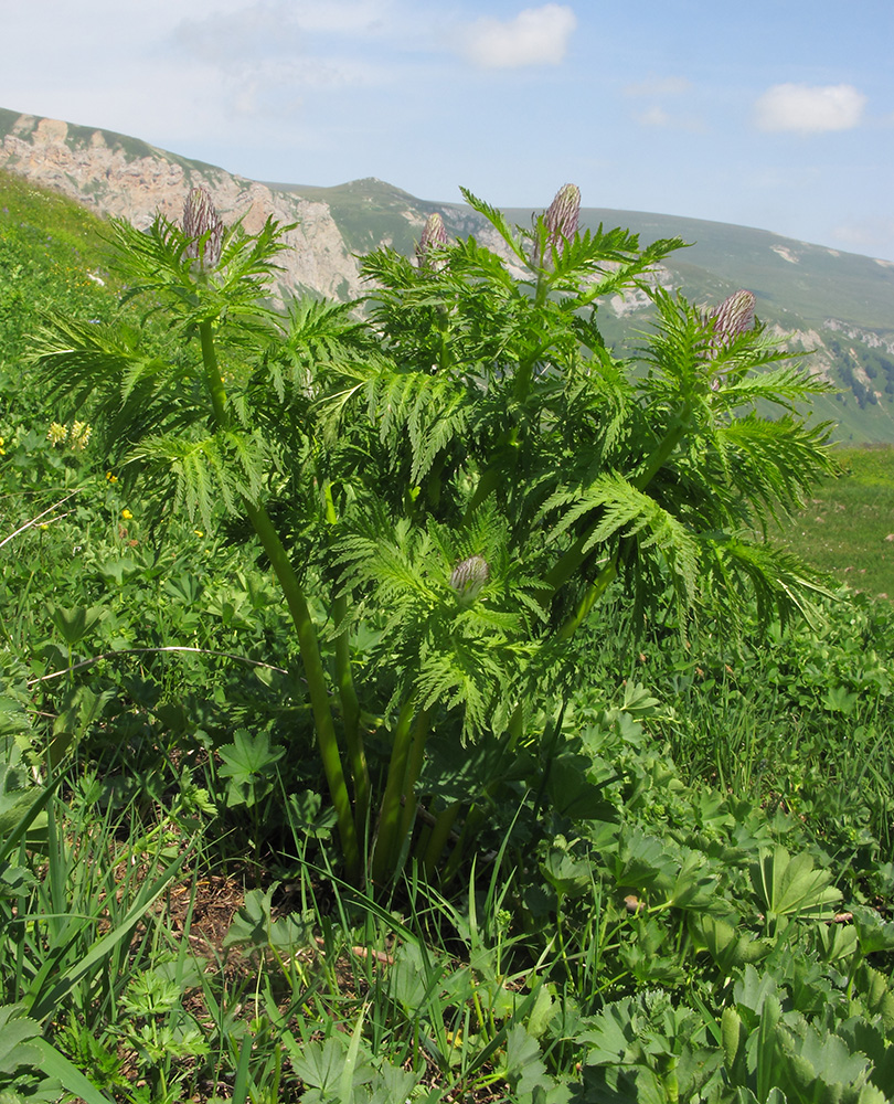 Image of Pedicularis atropurpurea specimen.