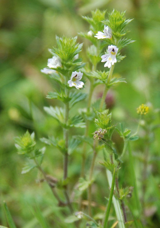 Изображение особи род Euphrasia.