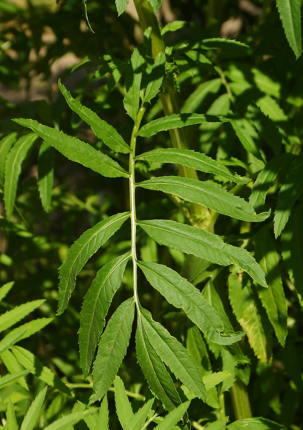 Image of Tagetes erecta specimen.