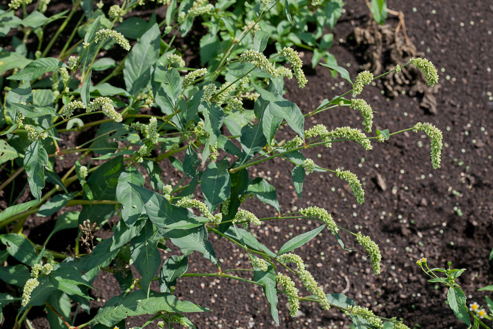 Image of Persicaria scabra specimen.