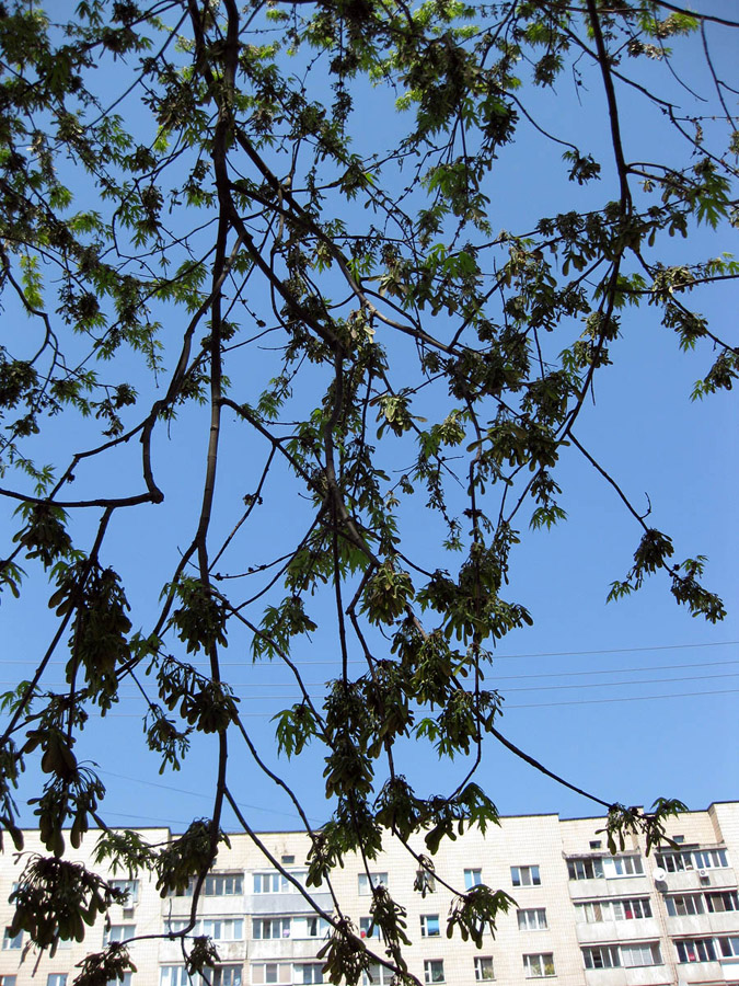 Image of Acer saccharinum specimen.