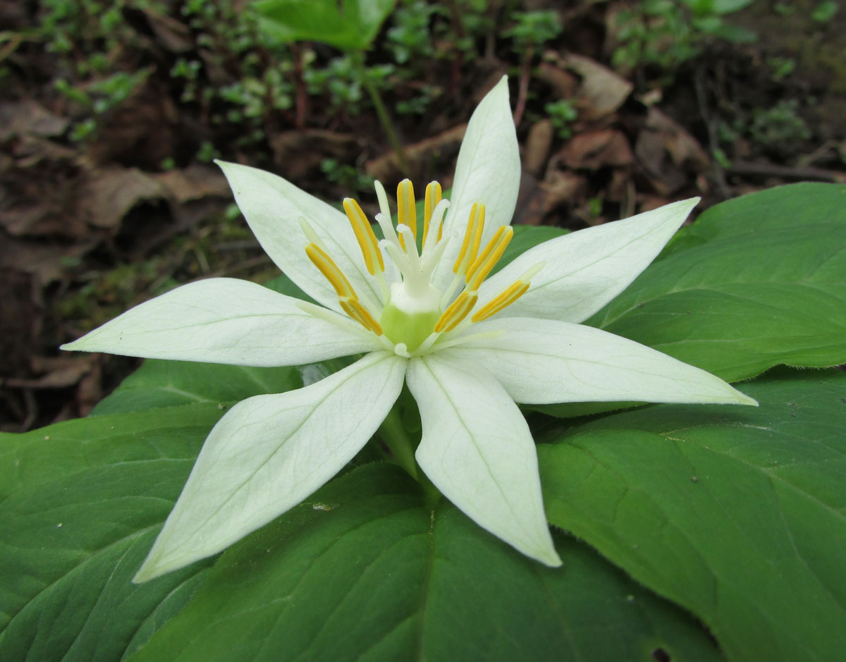 Image of Paris japonica specimen.