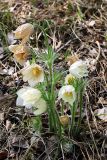 Pulsatilla orientali-sibirica