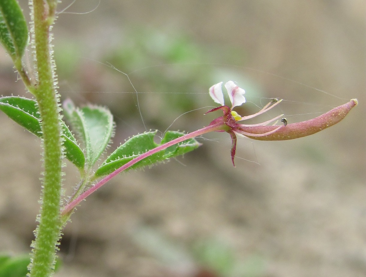 Image of Cleome daghestanica specimen.