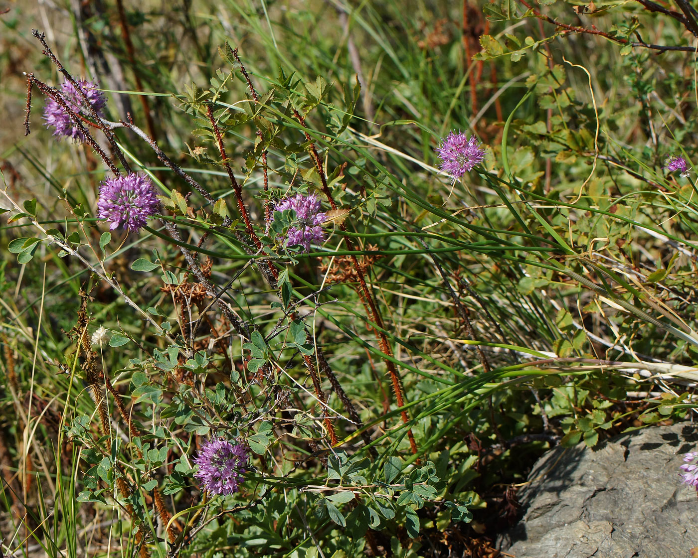 Image of Allium montanostepposum specimen.