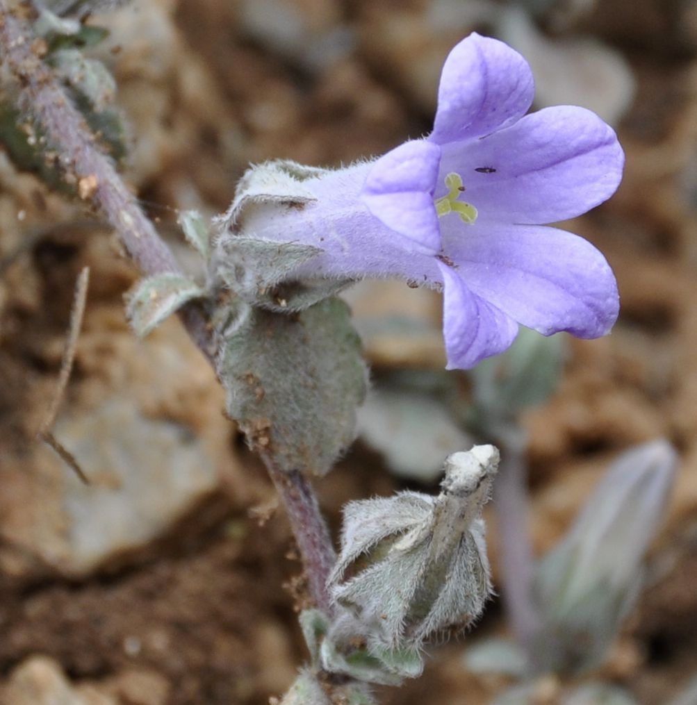 Image of Campanula celsii specimen.