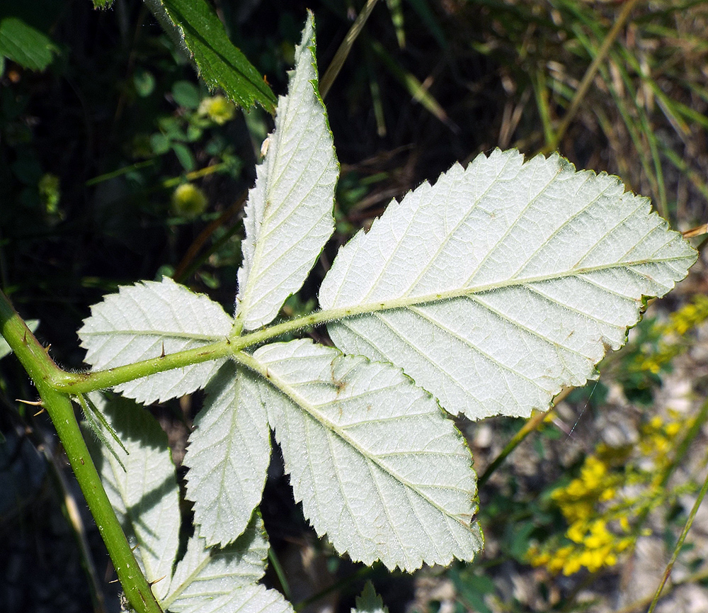 Изображение особи Rubus candicans.