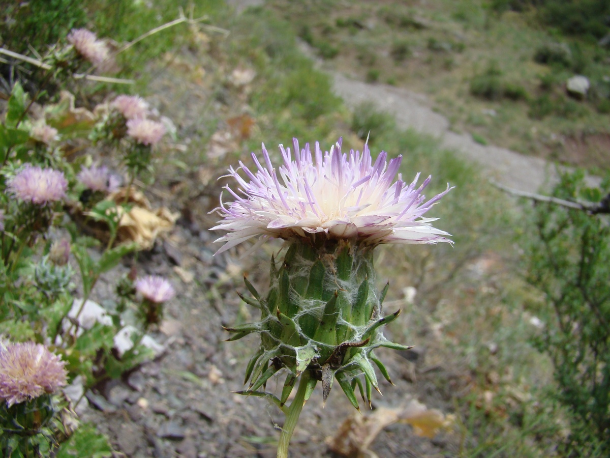 Image of Cousinia omissa specimen.