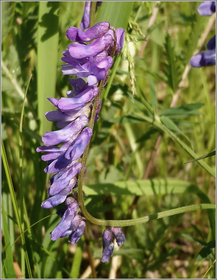 Image of Vicia cracca specimen.