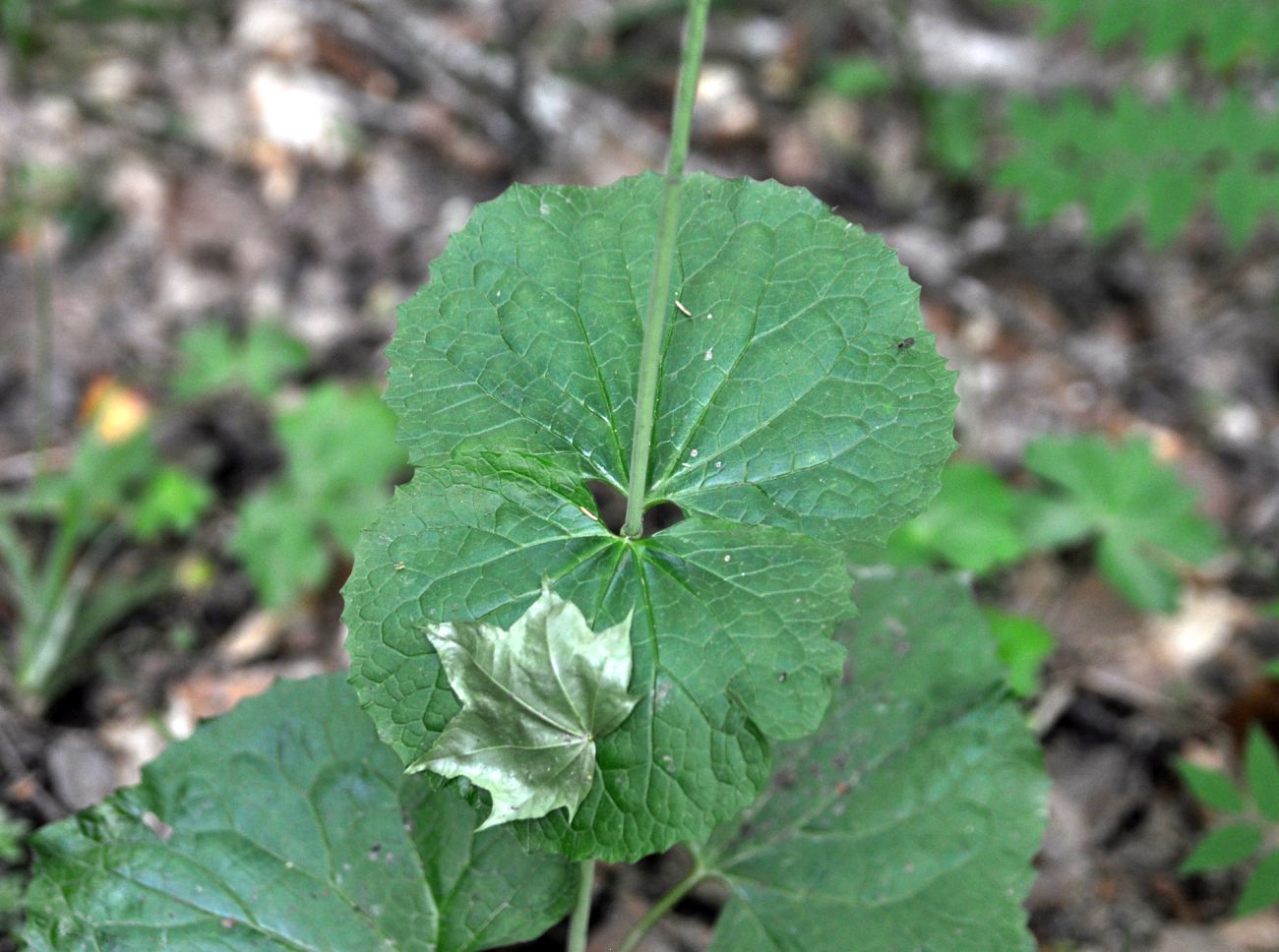 Image of Valeriana tiliifolia specimen.