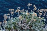 Senecio cineraria