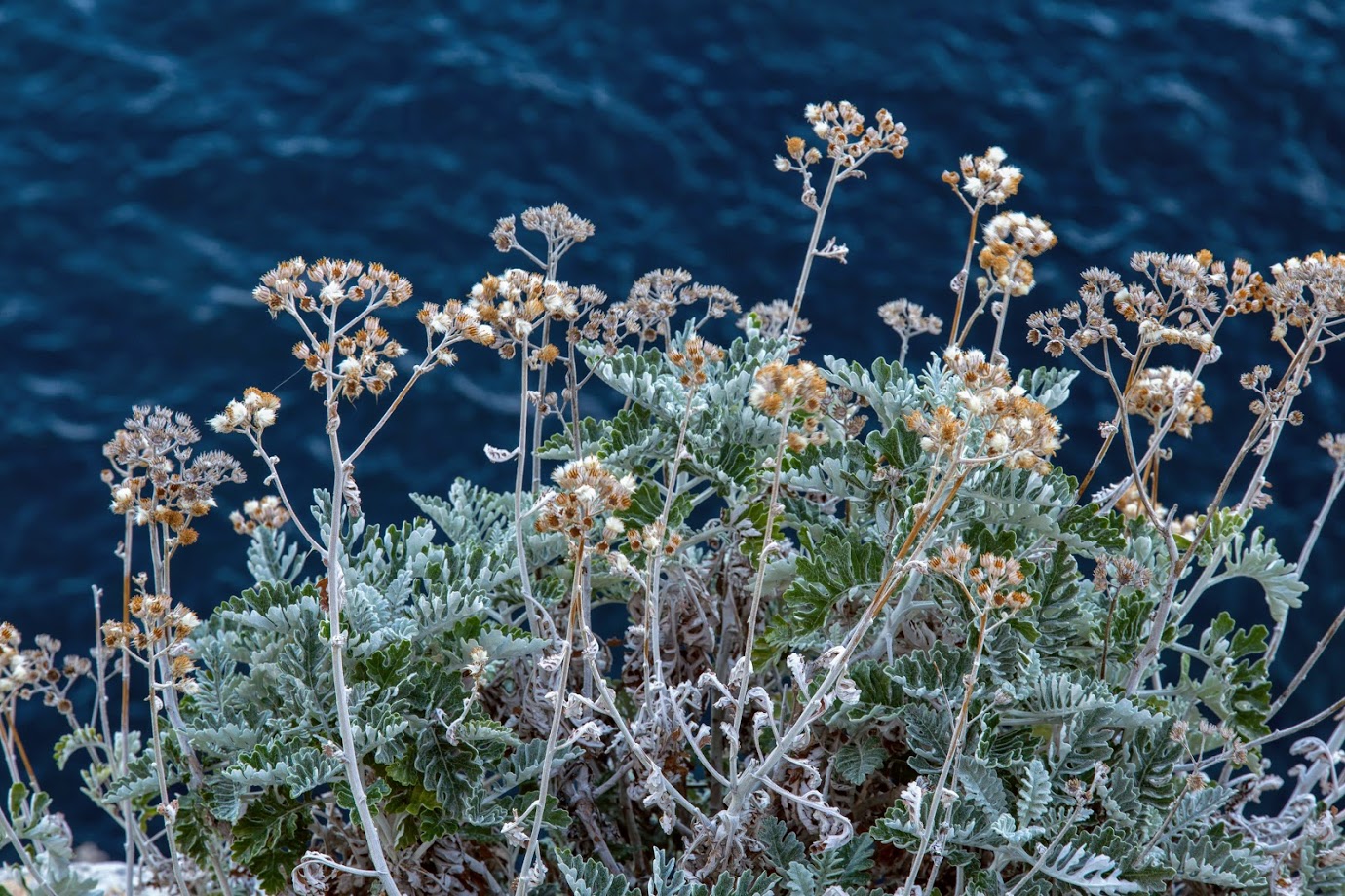 Image of Senecio cineraria specimen.