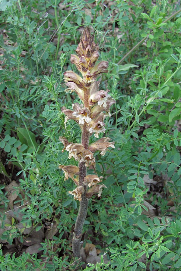 Image of Orobanche lutea specimen.