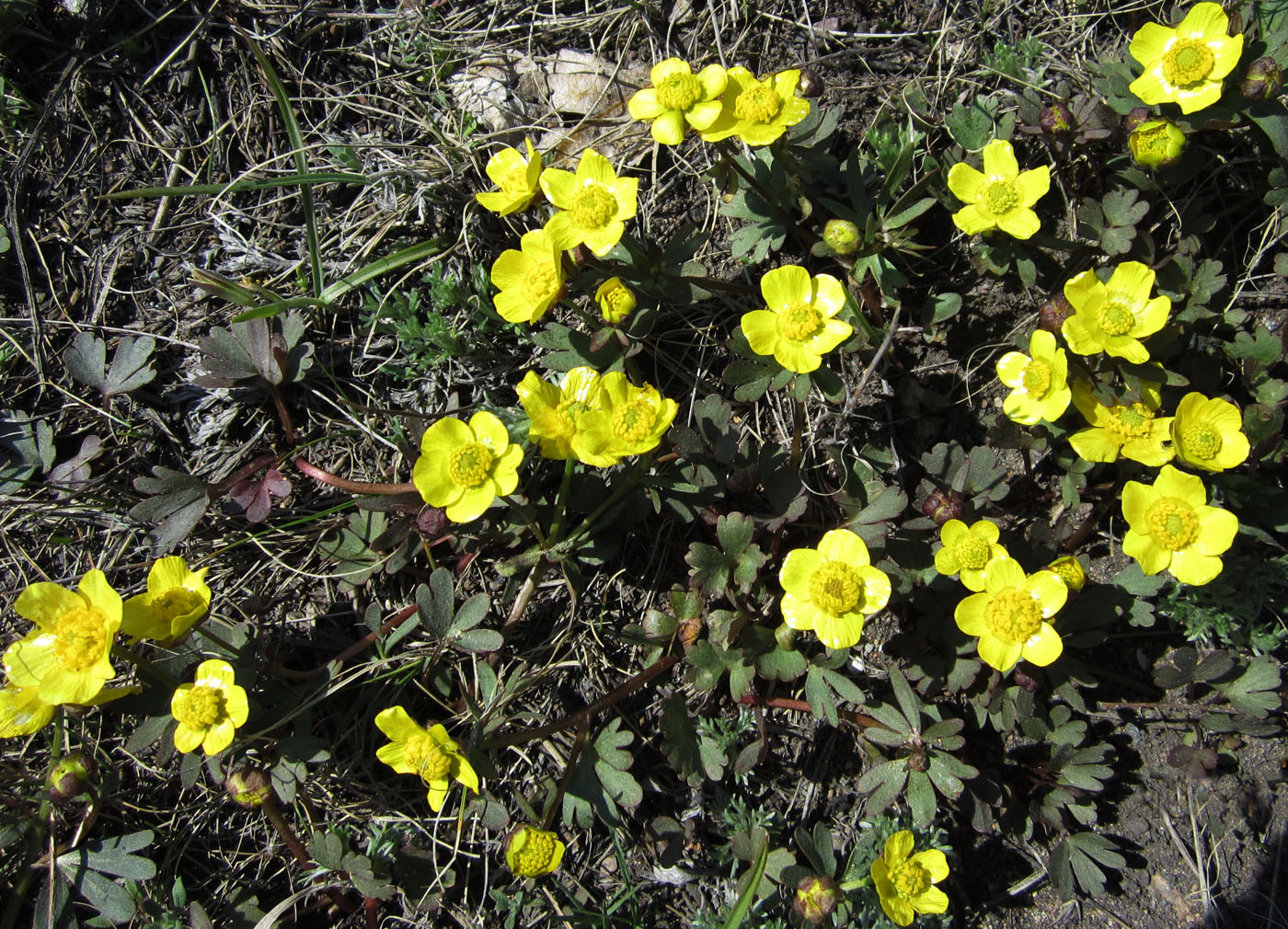 Ranunculus polyrhizos.