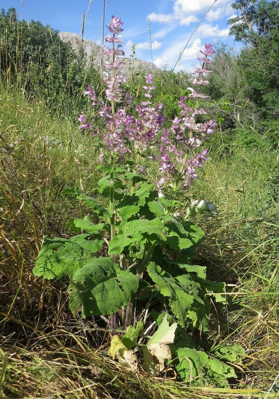 Image of Salvia sclarea specimen.