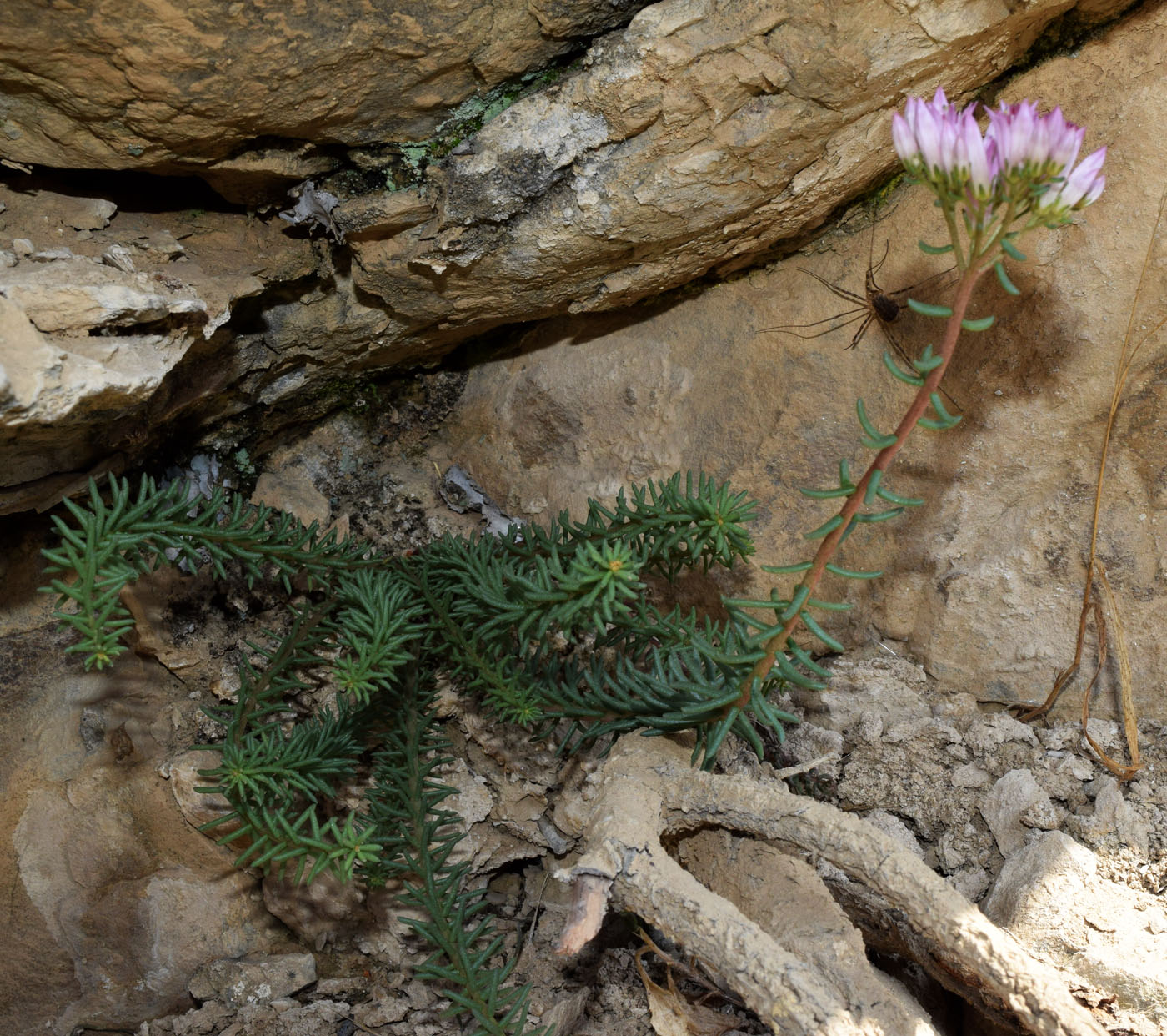 Image of Pseudosedum longidentatum specimen.