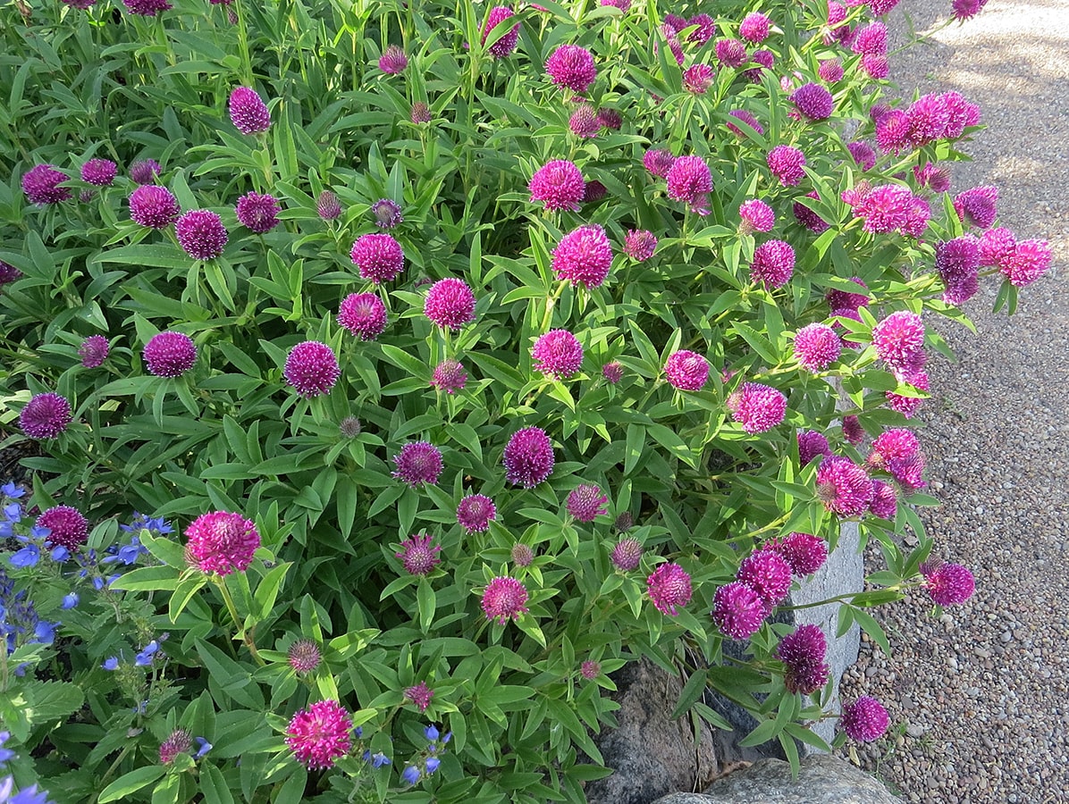 Image of Trifolium alpestre specimen.