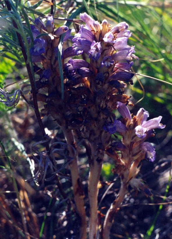 Image of Phelipanche pallens specimen.