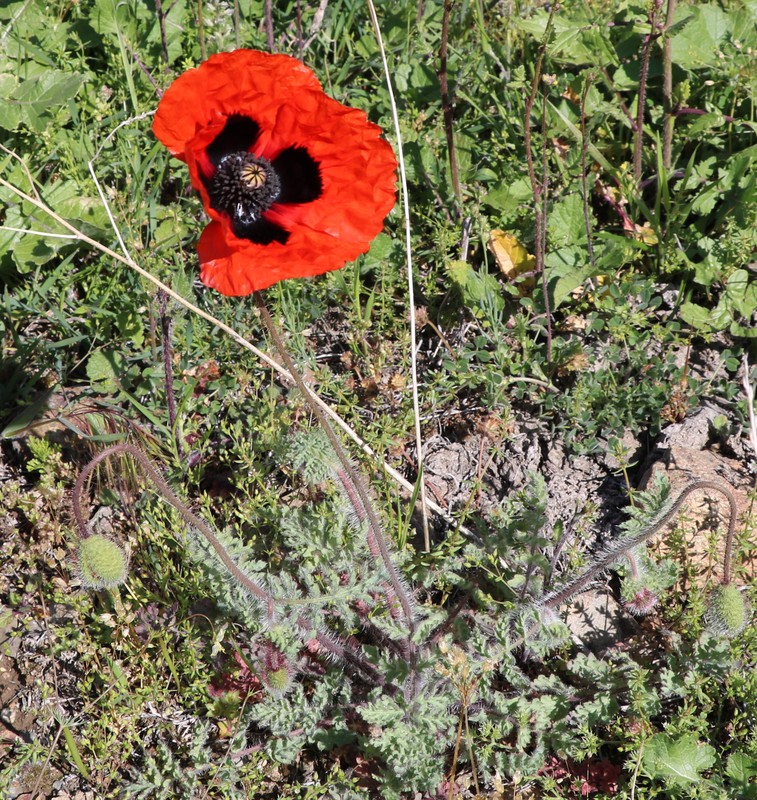 Image of Papaver bipinnatum specimen.